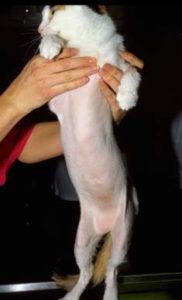 Self-inflicted, non-inflammatory alopecia on a cat