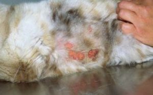 Lesions of the eosinophilic granuloma complex on cat.