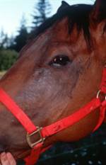 Pruritus around horse eye