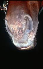 Pruritus around horse nose