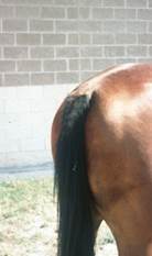 Pruritus on horse hind leg