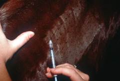 syringe in horse neck doing allergy test