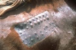 results of allergy test