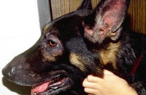 dog face with eye and ear affected by allergic reaction