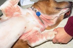 underarms and under the neck of a dog affected by allergic reaction