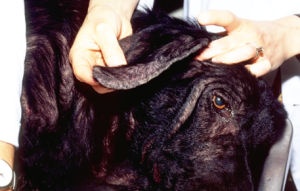 Alopecia and scaling localized at the ear margin of dog