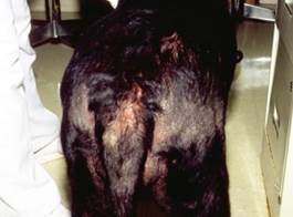 Pruritus localized to the caudal aspect of the body