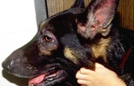 Lesions secondary to self-trauma: alopecia, excoriations on dog's face