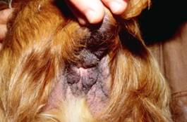 Lesions secondary to chronic inflammation: lichenification and hyperpigmentation around dog anus
