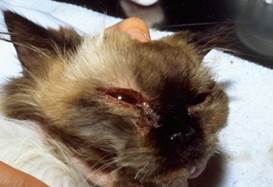 pruritus on cat's face
