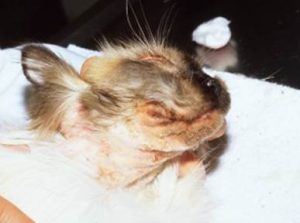 pruritus around face and neck of cat