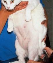 Self-inflicted non-inflammatory alopecia on cat's belly