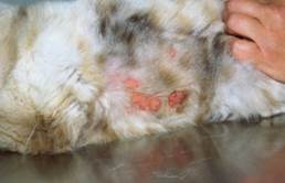 eosinophilic plaques on cat's belly