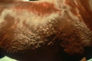 Pruritus on side of horse