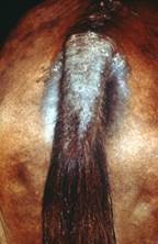 Pruritus on horse tail