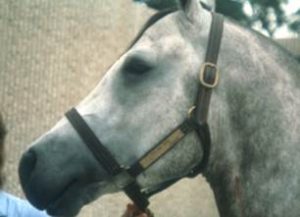 Pruritus on horse face