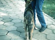pruritus around base of dog's tail