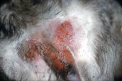 Self-inflicted erosions on the caudal aspect of cat's body
