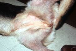 pruritus on dog's inner thighs