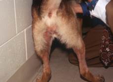 pruritus on dog's hind legs