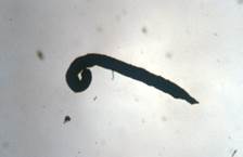 Comma shaped flea feces