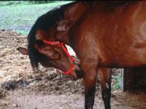 horse with patchy mane nipping at its front leg