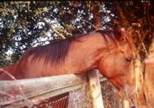 horse with 'buzzed off' mane