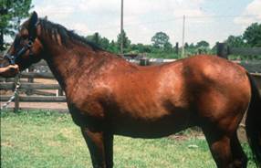 imagelesions on the neck of a horse