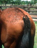lesions on the rump of a horse