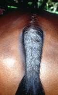 lesions at the base of a horse's tail