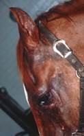 lesions around the face of a horse