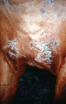 lesions on the chest of a horse