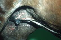 lesions around groin area of a horse