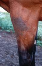 lesions around the leg of a horse