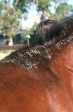 lesions at the base of a horse's mane