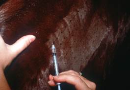 shaved side of a horse with a syringe during allergy testing