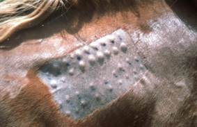 completed allergy test on shaved horse side