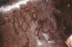 Urticarial lesions on side of horses neck