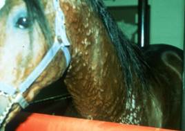 Urticarial lesions on side of horses neck