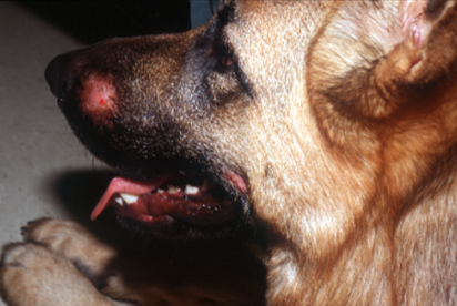 Red spot on brown dog's nose