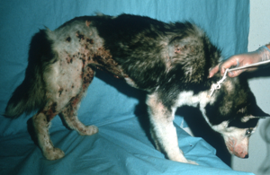 Patches of red spots and missing fur on a black and white dog
