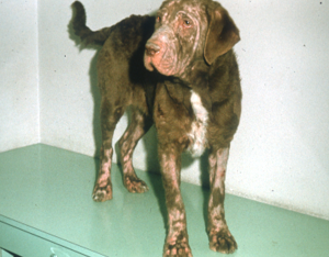 Patches of red spots and missing fur on a brown dog