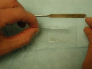 Coverslip on testing microscopic slide