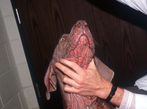 Inflamed red skin on neck area of a dog; person's hand lifting dog's neck up for demonstration