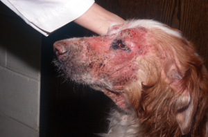 Side profile of brown dog; inflamed red skin