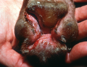 Raw skin wound in inner paw