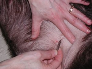 Person scraping part of dog's skin with blade