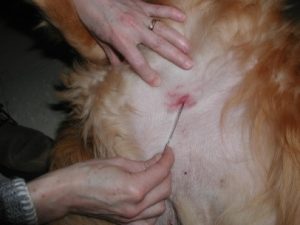 Person scraping red spot on dog with blade