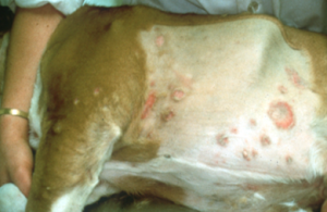 sign of Superfical pyoderma with red lesions all over a brown dog's belly