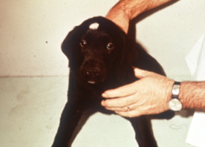 alopecia spot on top of a black dog's head